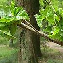 Fagus sylvatica s.str. Cristata