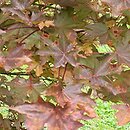 Acer platanoides Royal Red