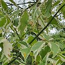 Acer negundo Variegatum