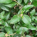 Viburnum plicatum Eskimo
