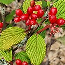 Viburnum plicatum Pink Beauty