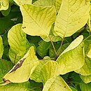 Cotinus coggygria Ancot