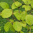 Viburnum scabrellum