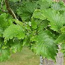 Ulmus ×hollandica Dampieri
