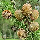 Larix kaempferi (modrzew japoński)