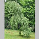 Betula pendula Youngii
