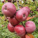 Malus Aldenham Purple
