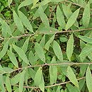 Spiraea ×cinerea Grefsheim