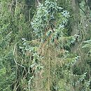 Picea pungens Vuyk