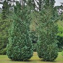 Chamaecyparis lawsoniana Columnaris