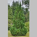 Chamaecyparis lawsoniana White Spot
