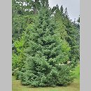 Picea mariana (świerk czarny)