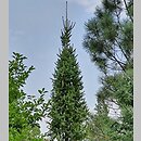 Picea abies Fastigiata
