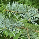 Abies concolor Violacea