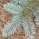 Picea pungens Białobok