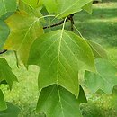 Liriodendron tulipifera Glen Gold