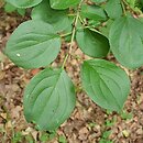 Rhamnus purshiana (szakłak amerykański)