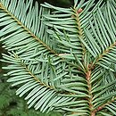 Abies procera (jodła szlachetna)