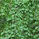 Carpinus betulus Pendula