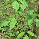 Acer cissifolium (klon winnolistny)