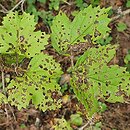 Viburnum sargentii Onondaga
