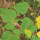 Acer stachyophyllum (klon stachiurkolistny)