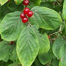 Lonicera altmannii (suchodrzew Altmana)