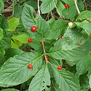 Lonicera alpigena Nana