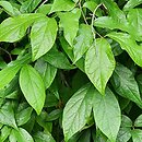 Calycanthus fertilis Laevigatus Bean