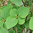 Syringa patula (lilak koreański)