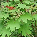 Oplopanax horridus (kolcosił straszliwy)