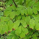 Staphylea trifolia (kłokoczka trójlistna)