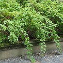 Neillia affinis (Neillia podobna)