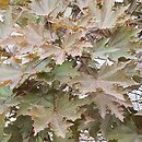 Acer platanoides Crimson Sentry