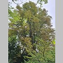 Aesculus hippocastanum Pyramidalis