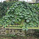 Ulmus glabra Camperdownii