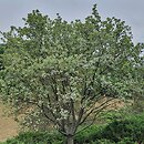 Sorbus aria Magnifica