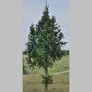Picea abies Cupressina