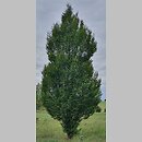 Carpinus betulus Columnaris