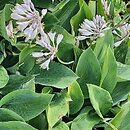 Hosta Halcyon