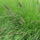 Cenchrus alopecuroides Cassian