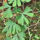 Ginkgo biloba Yellow Mist