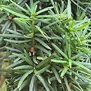 Taxus ×media Profesor Gorczyński