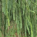 Picea abies Virgata