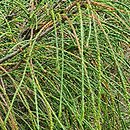 Thuja plicata Whipcord