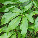 Aesculus ×mutabilis (kasztanowiec zmienny)