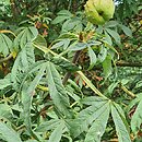 Aesculus hippocastanum Digitata
