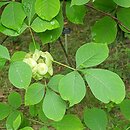 Ptelea trifoliata (parczelina trójlistkowa)