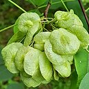 Ptelea trifoliata (parczelina trójlistkowa)