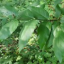 Calycanthus fertilis Walter